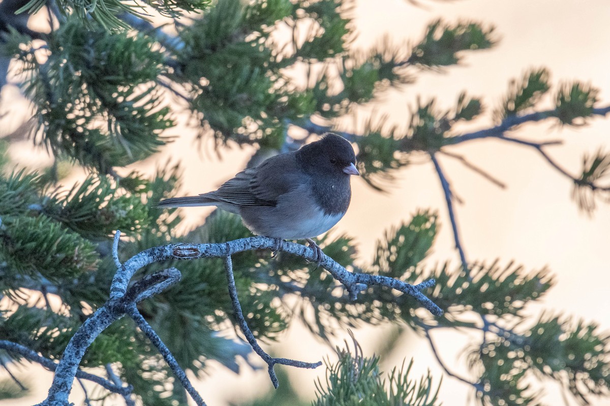 Winterammer [oreganus-Gruppe] - ML646590301