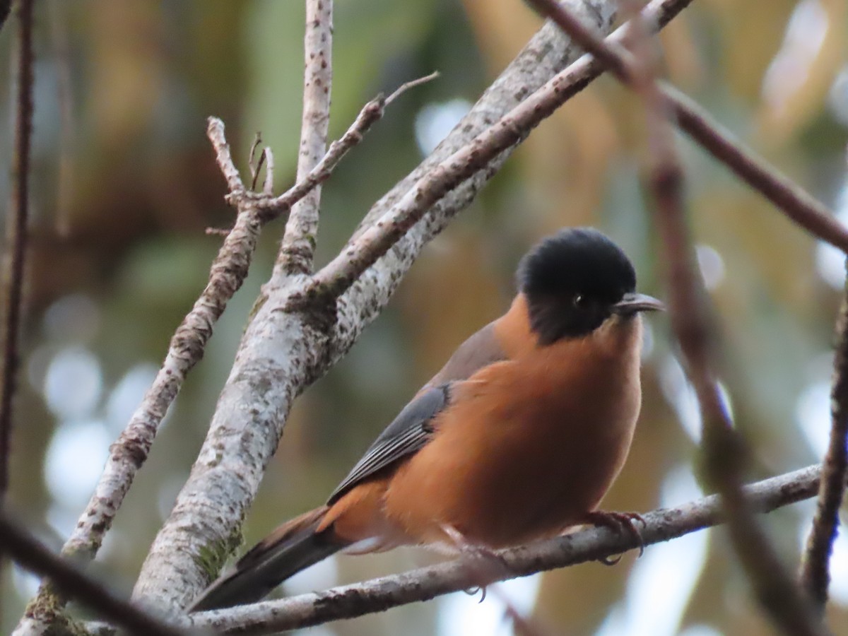 Rufous Sibia - ML646590302