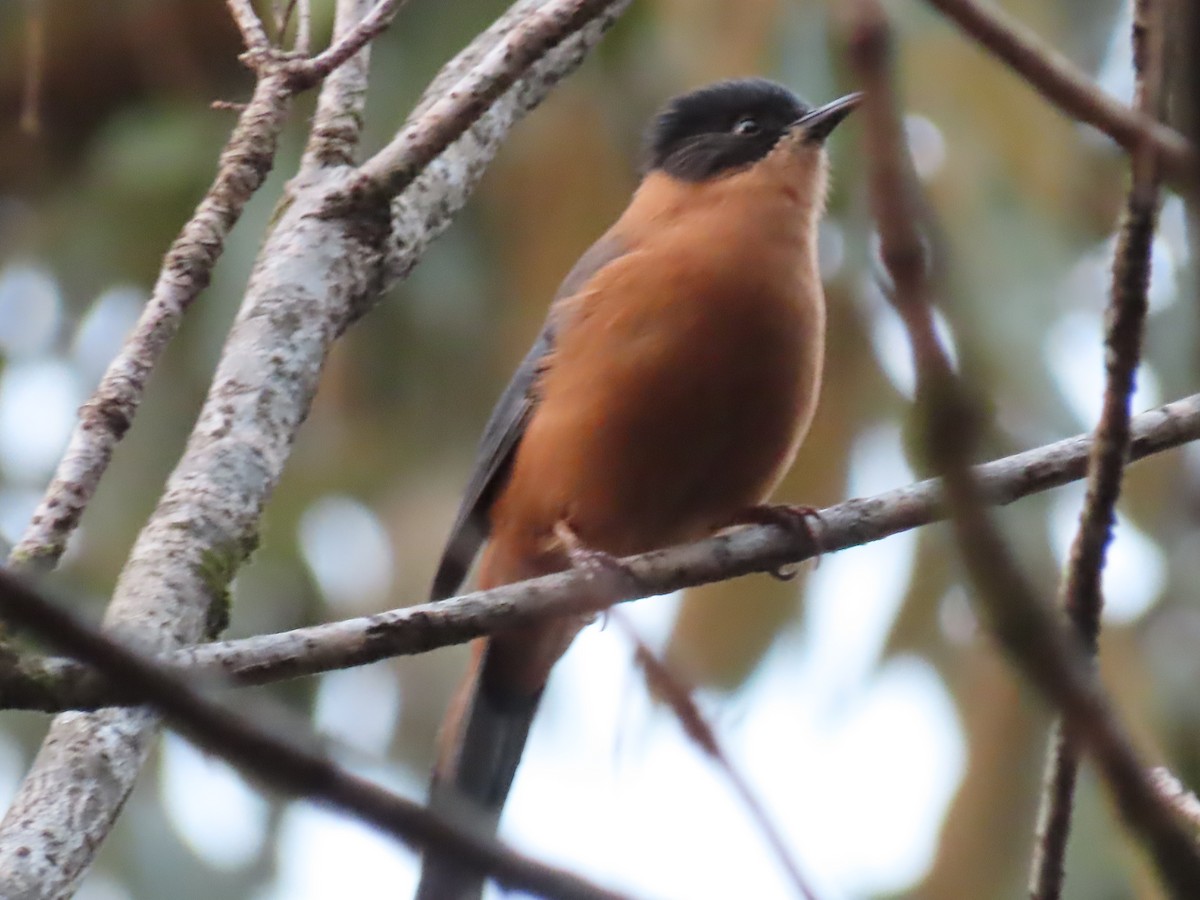 Rufous Sibia - ML646590303