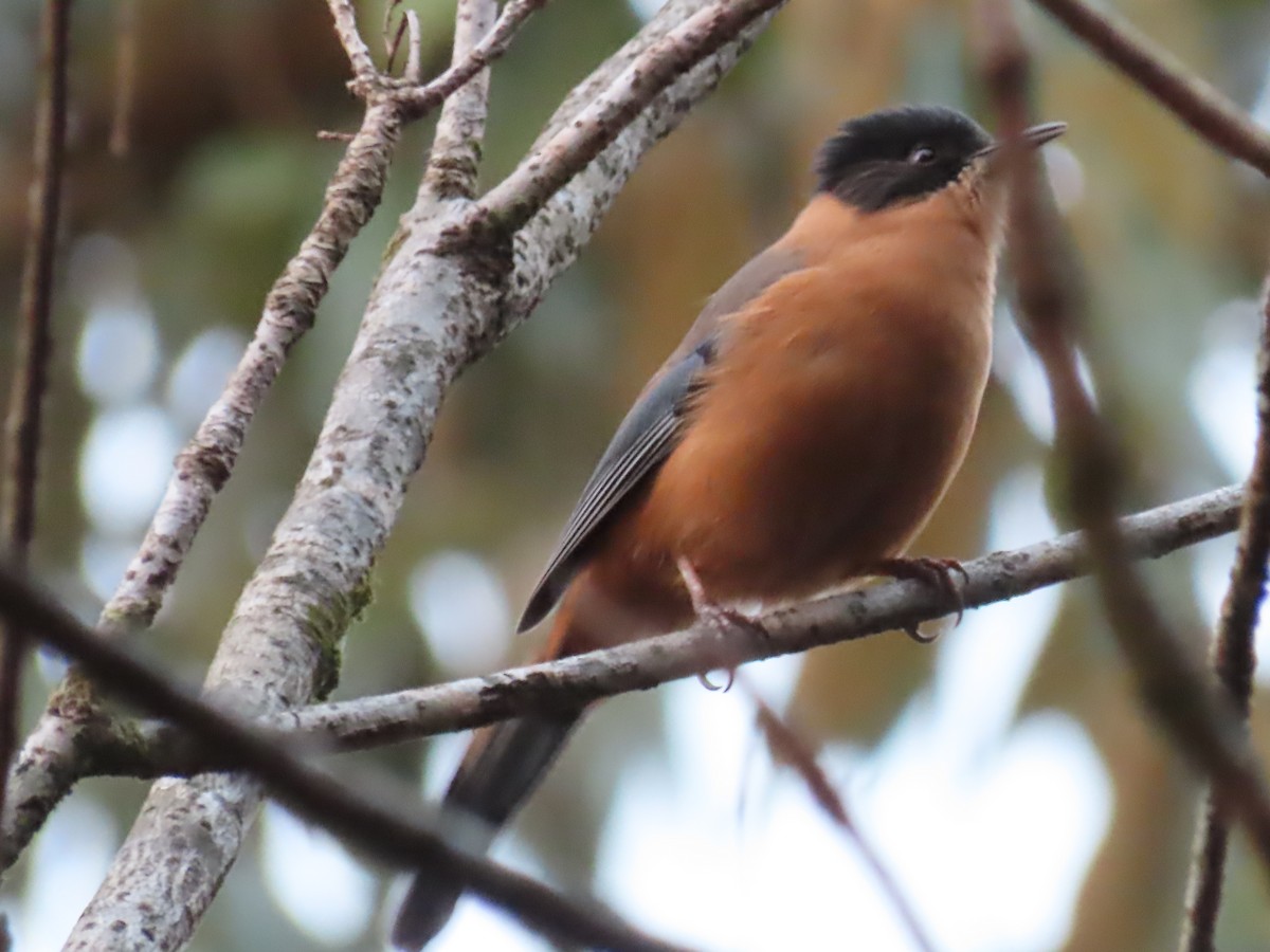 Rufous Sibia - ML646590304