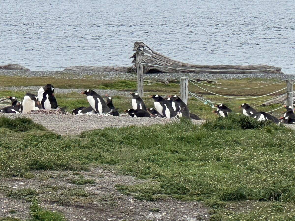 Manchot papou - ML646590305