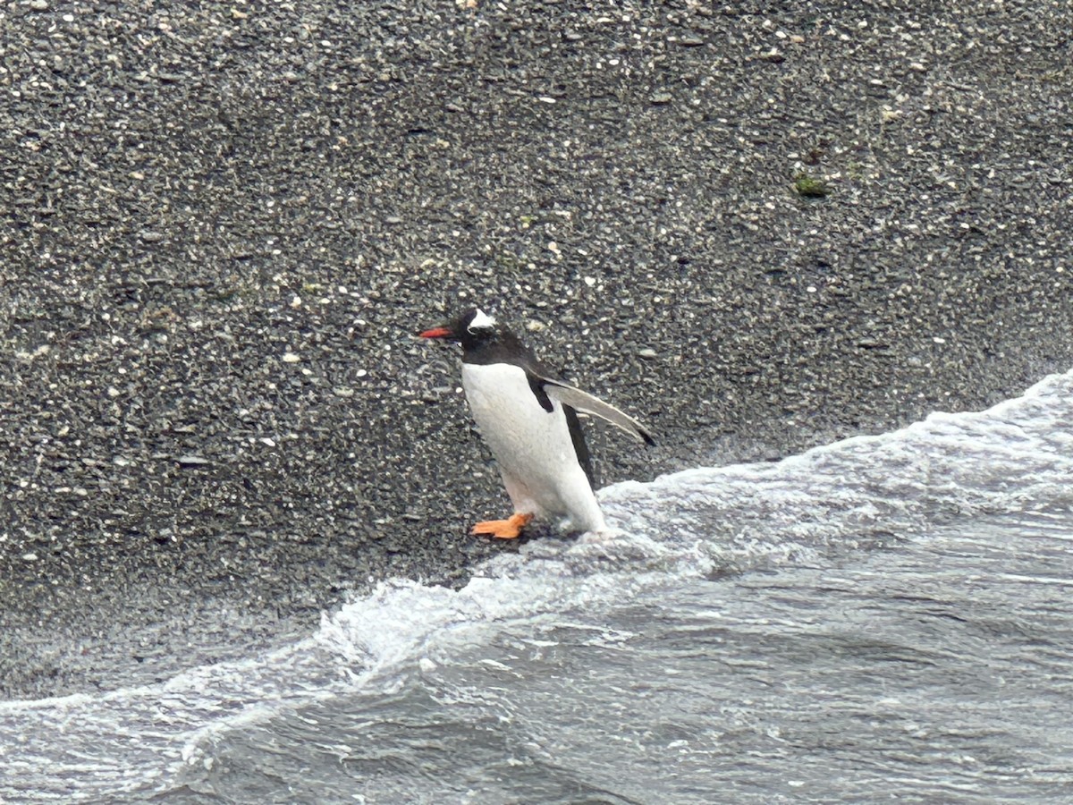 Manchot papou - ML646590306