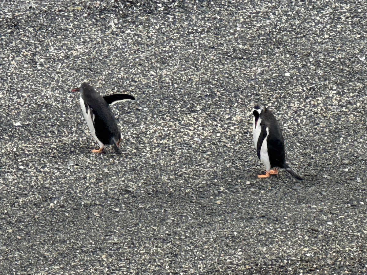 Manchot papou - ML646590307