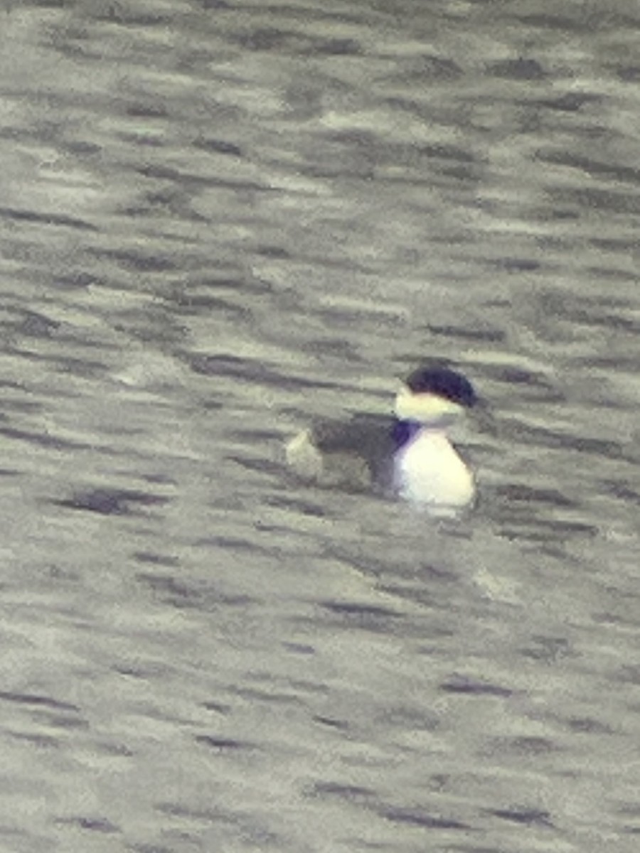 Horned Grebe - ML646590308