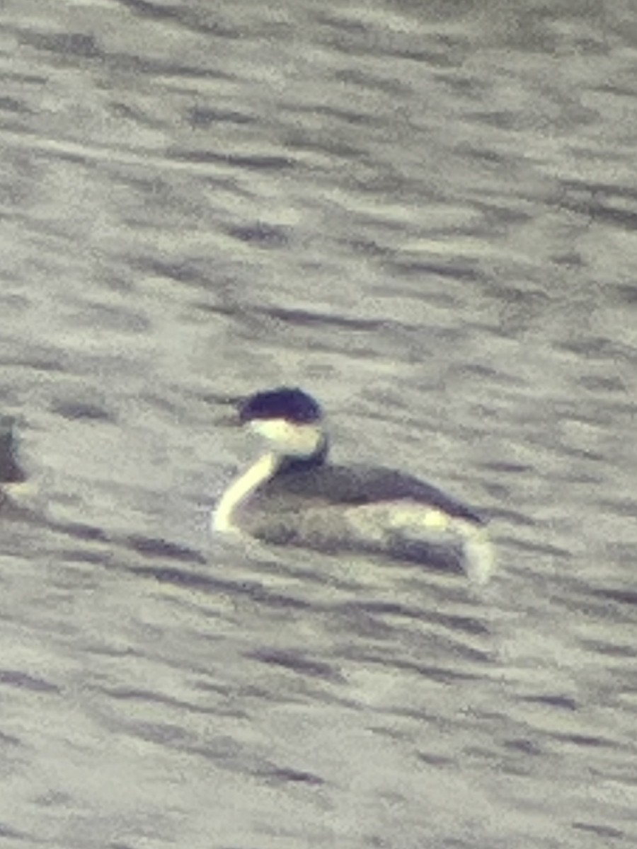 Horned Grebe - ML646590309
