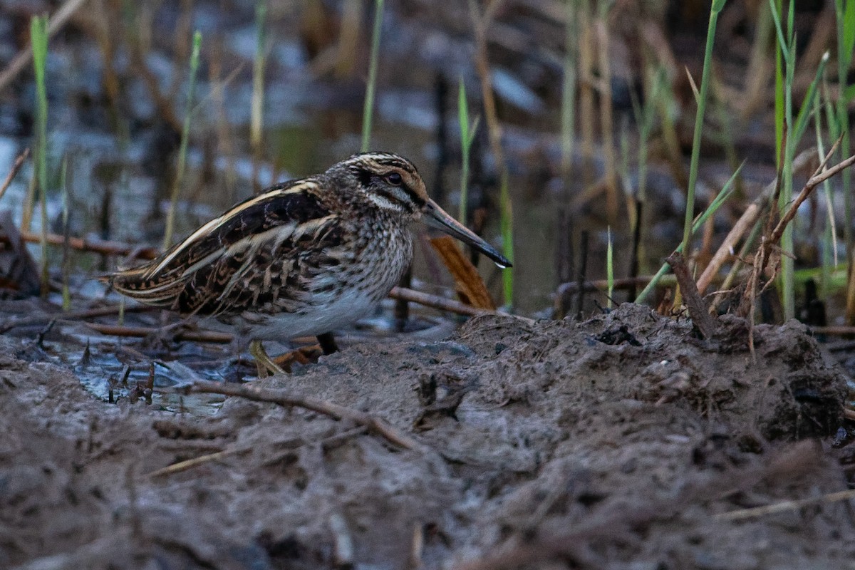 Jack Snipe - ML646590311