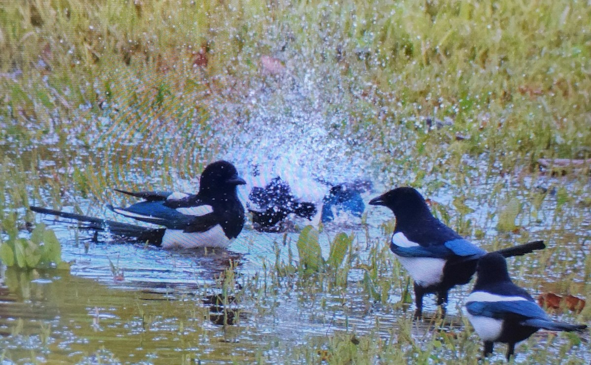 Elster - ML646590312