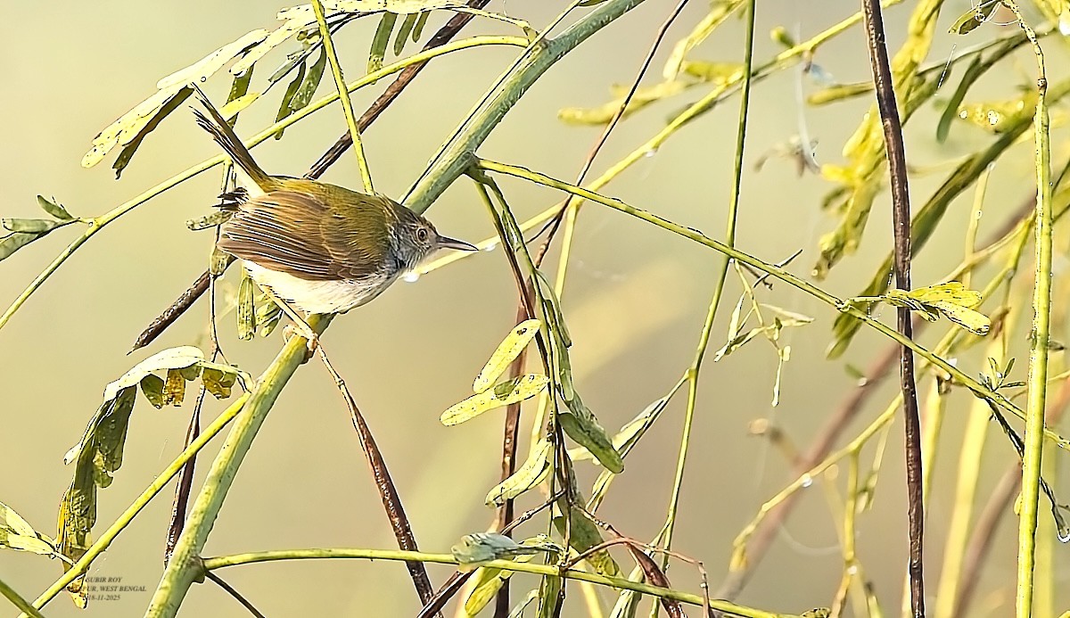 Common Tailorbird - ML646590313