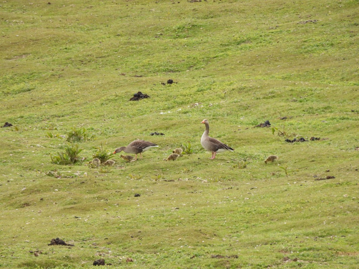 Серый гусь - ML646590315