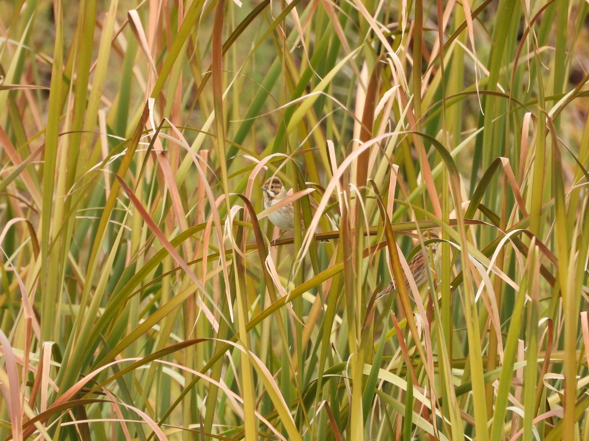 Reed Bunting - ML646590318