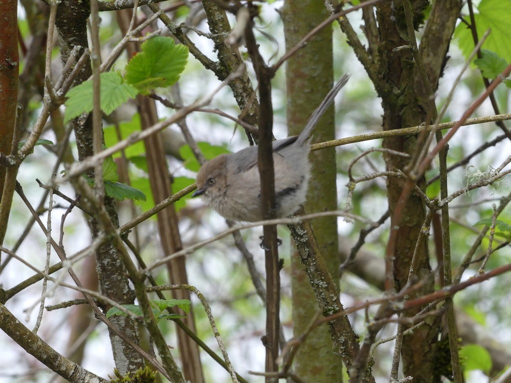 Bushtit - ML646590319