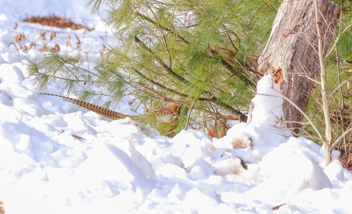 環頸雉 - ML646590320