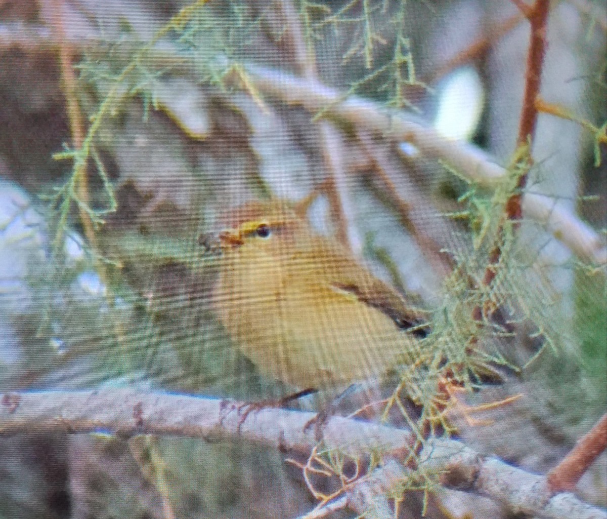 Zilpzalp - ML646590321