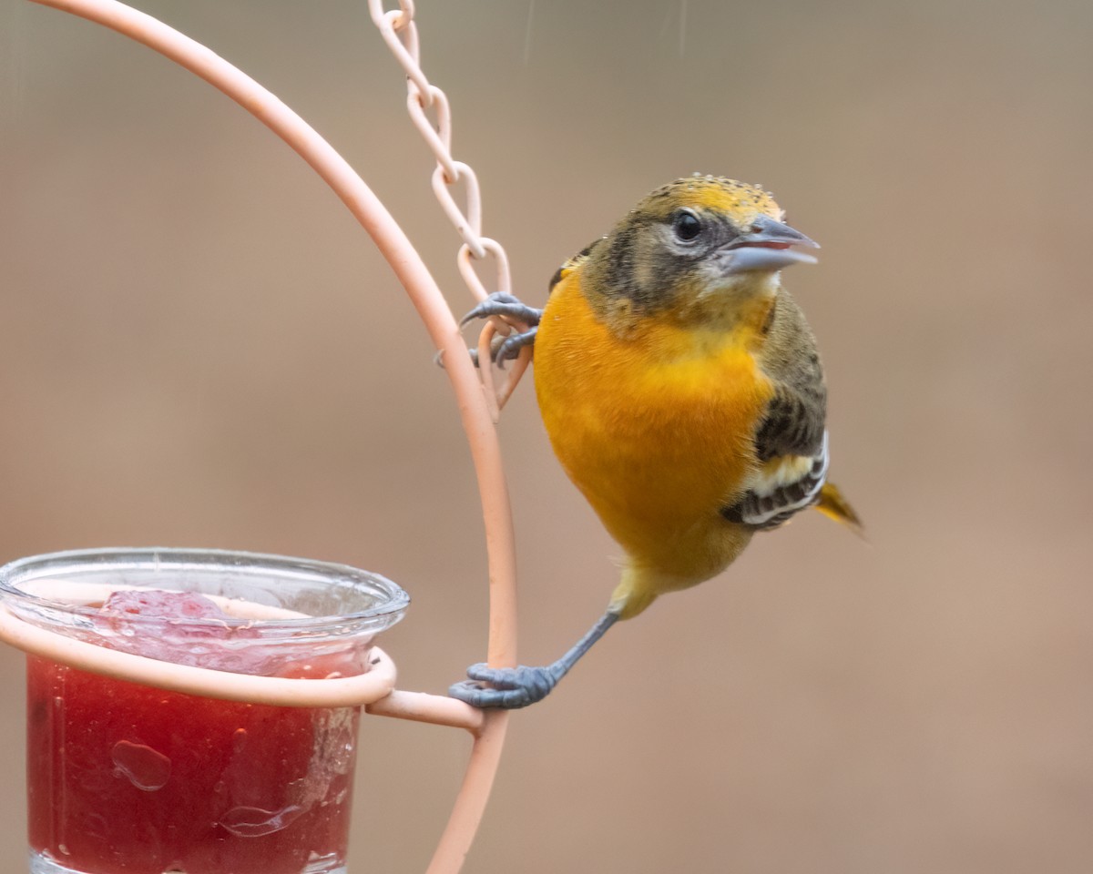 Baltimore Oriole - ML646590322