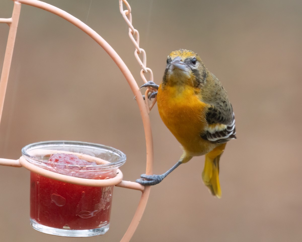 Baltimore Oriole - ML646590323