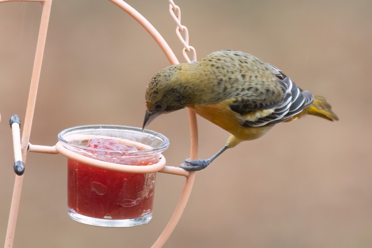 Baltimore Oriole - ML646590324