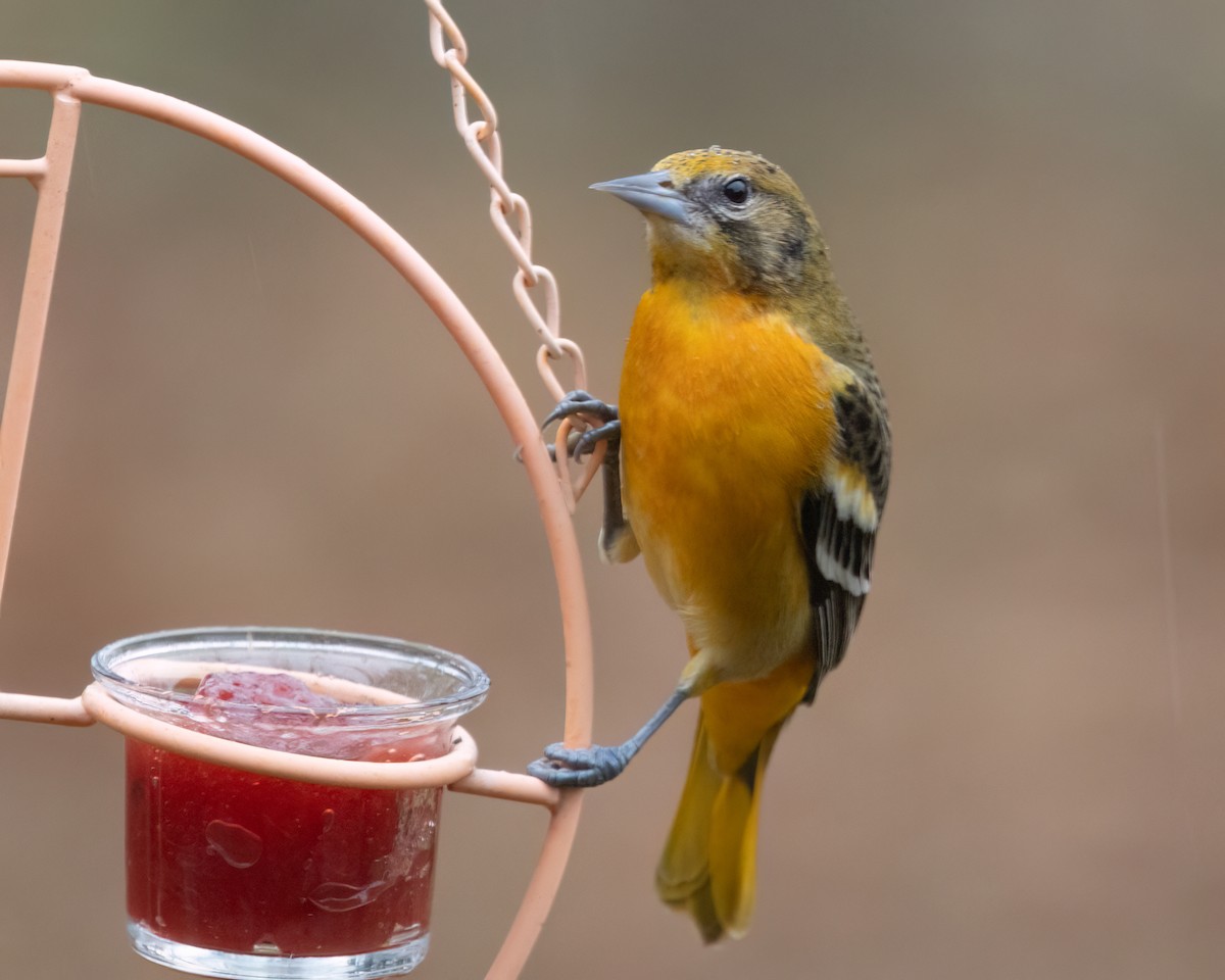 Baltimore Oriole - ML646590326