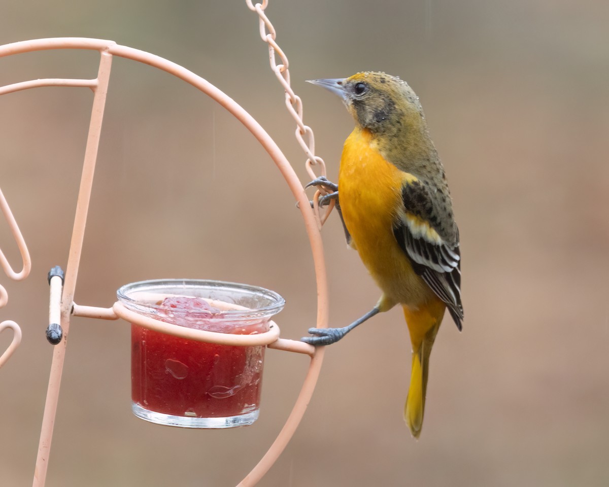 Baltimore Oriole - ML646590327