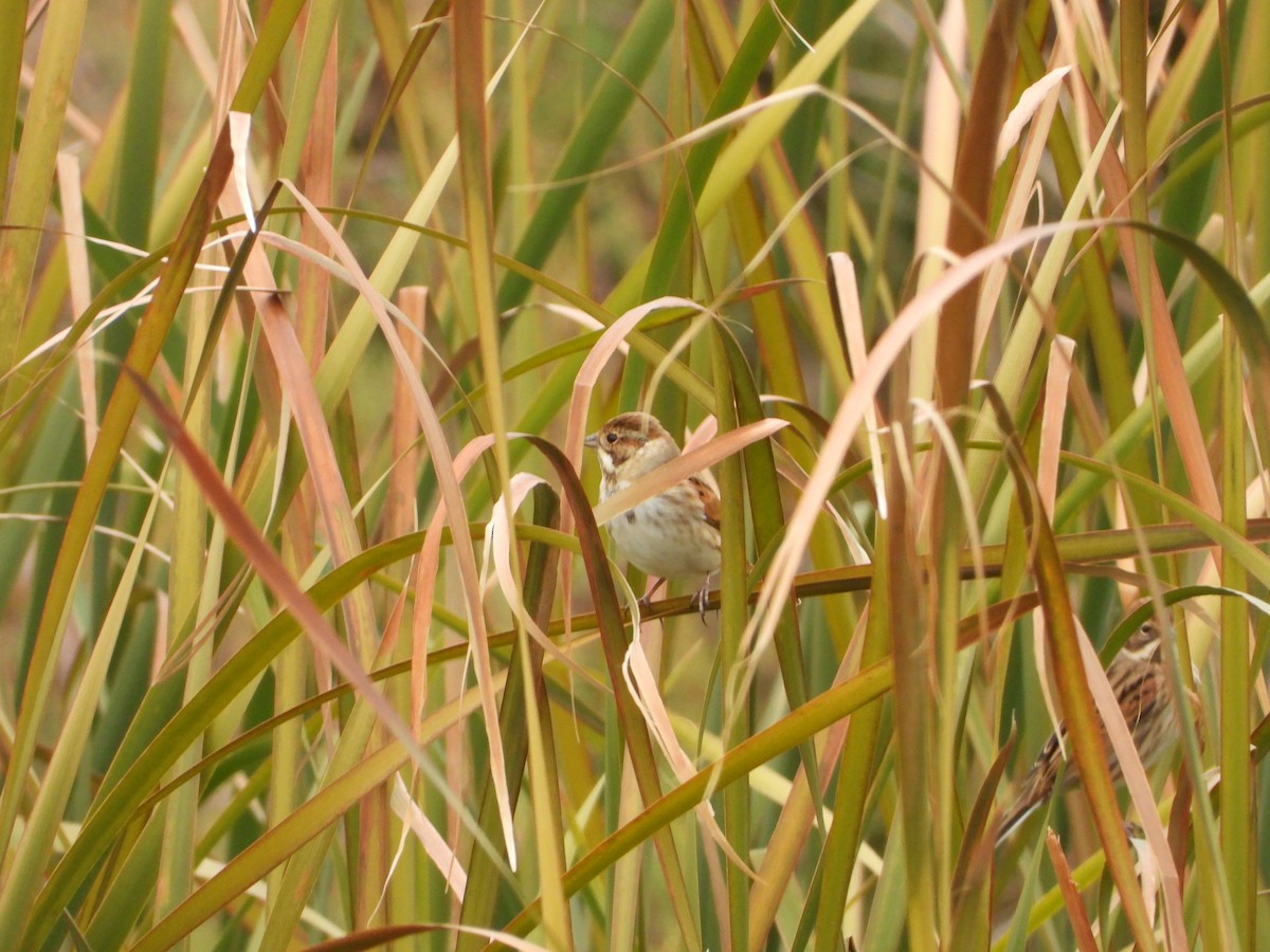 Reed Bunting - ML646590328