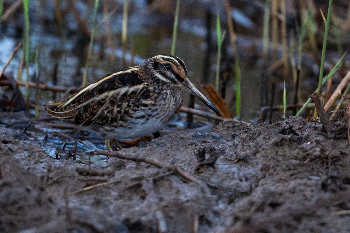 Jack Snipe - ML646590329
