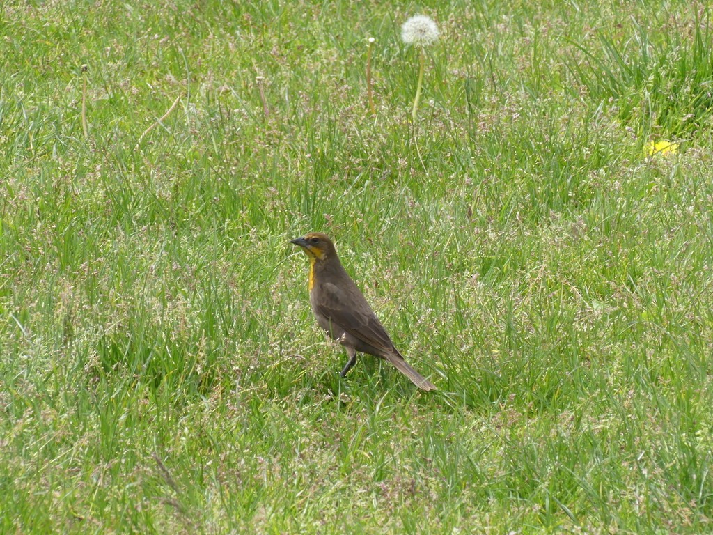 Yellow-headed Blackbird - ML646590330