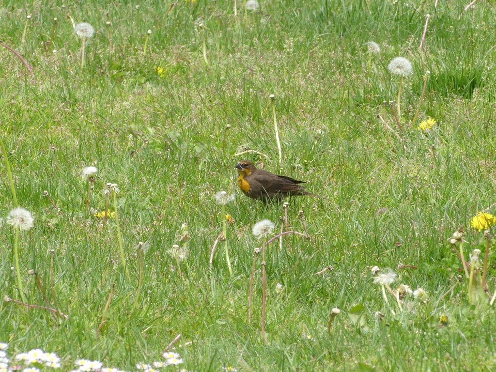 Yellow-headed Blackbird - ML646590331