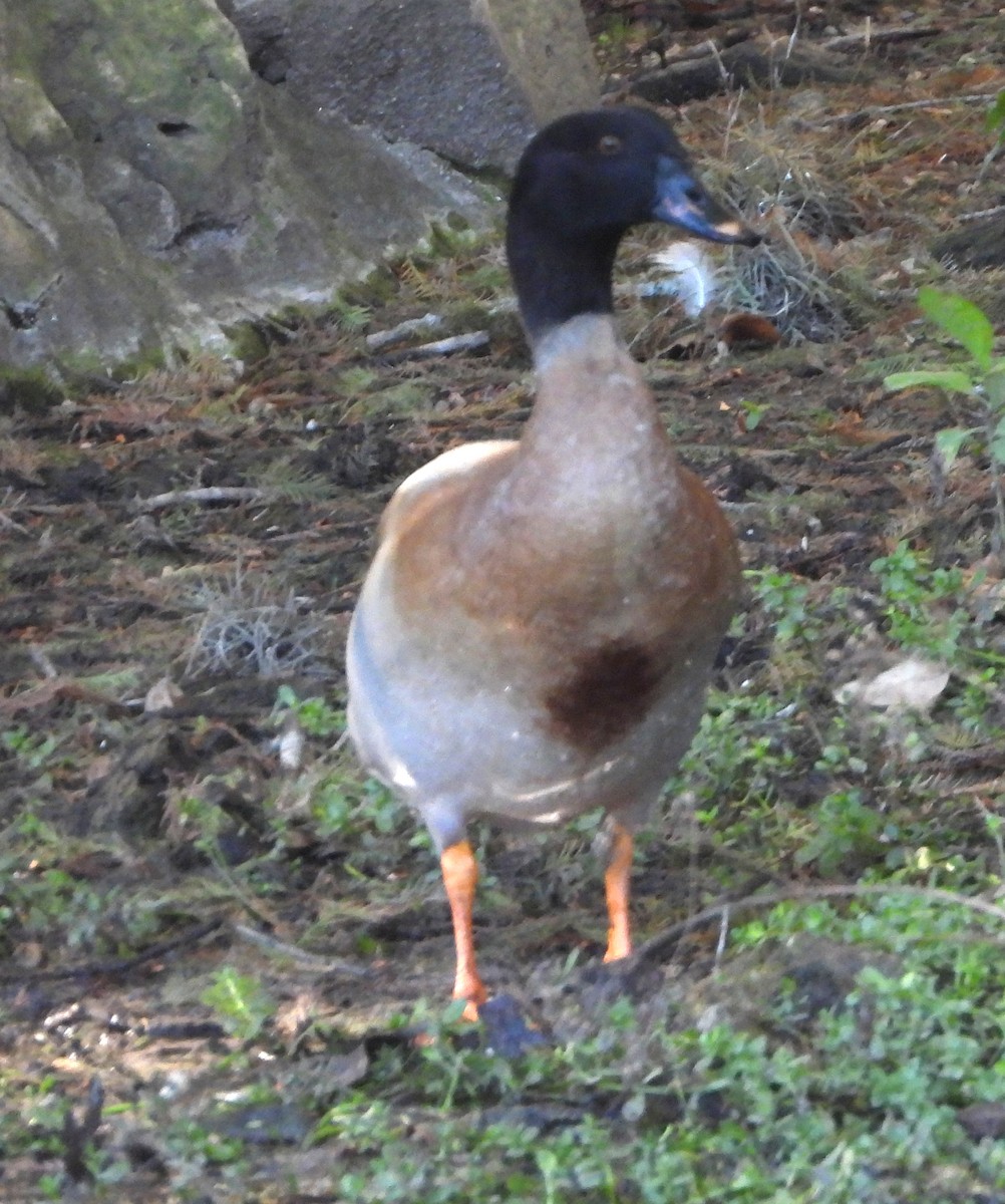 Egyptian Goose x Mallard (hybrid) - ML646590332