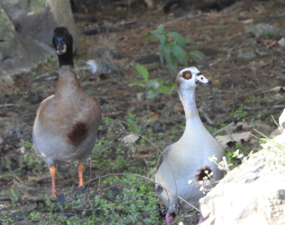 Egyptian Goose x Mallard (hybrid) - ML646590333