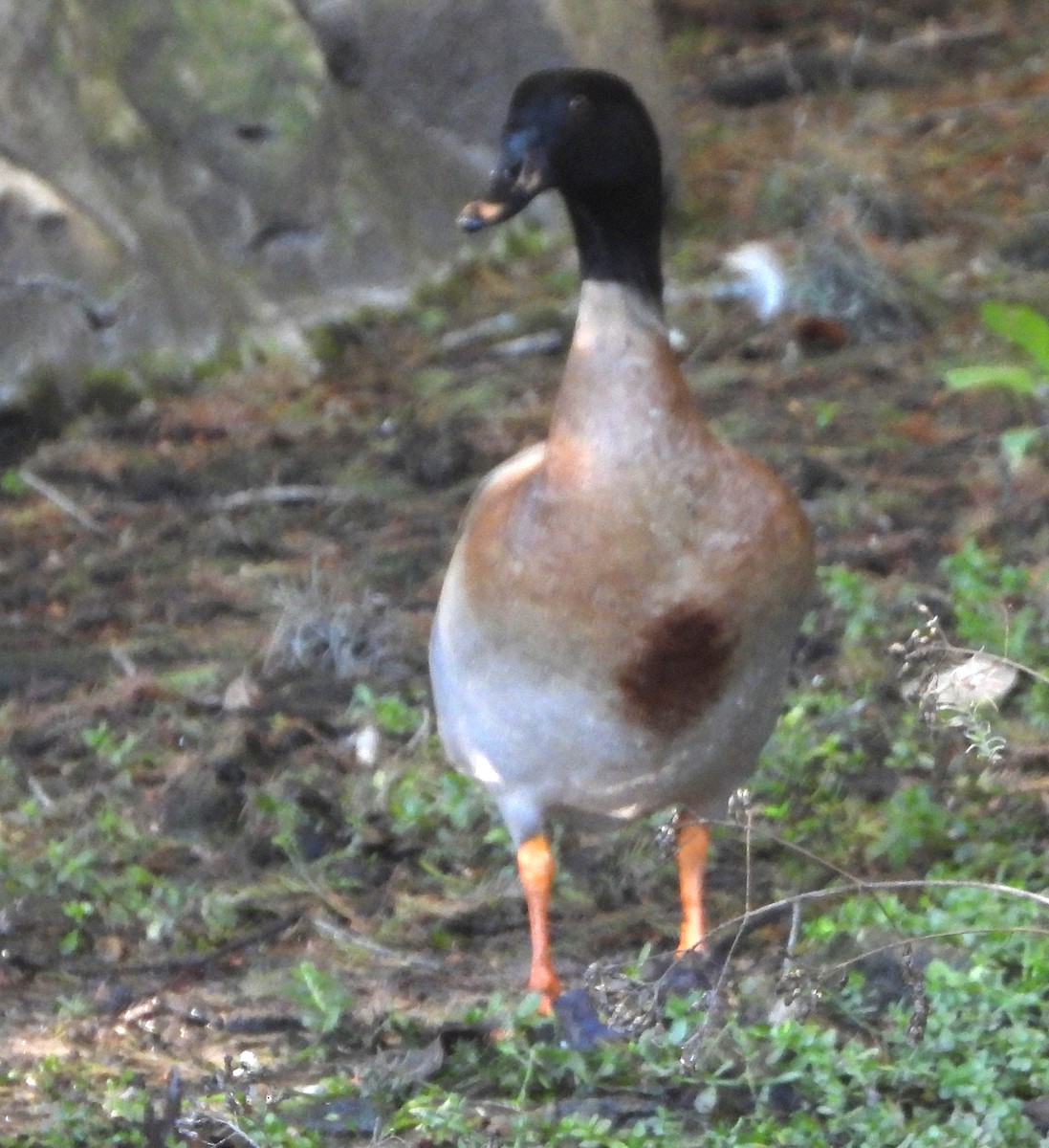 Egyptian Goose x Mallard (hybrid) - ML646590334