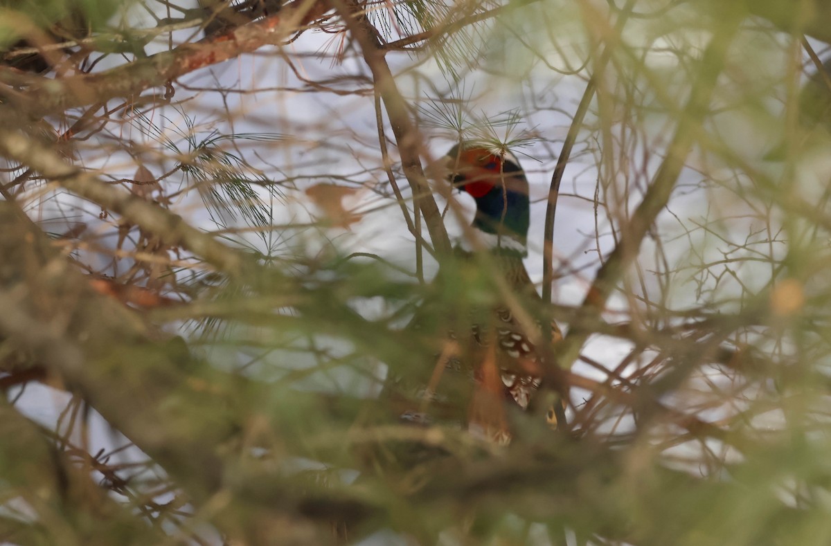 環頸雉 - ML646590336