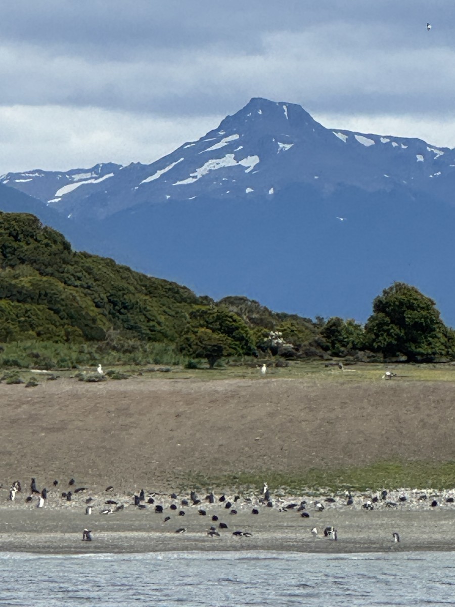 Manchot de Magellan - ML646590338