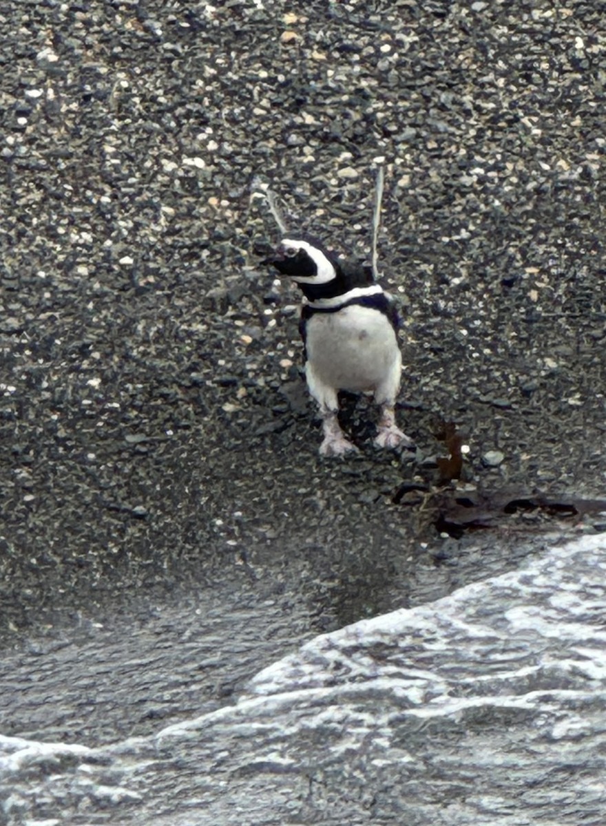 Manchot de Magellan - ML646590339