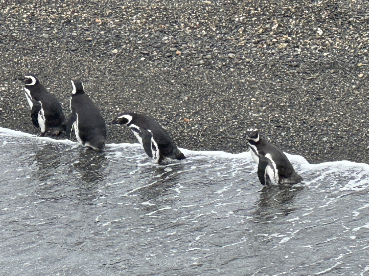 Manchot de Magellan - ML646590340