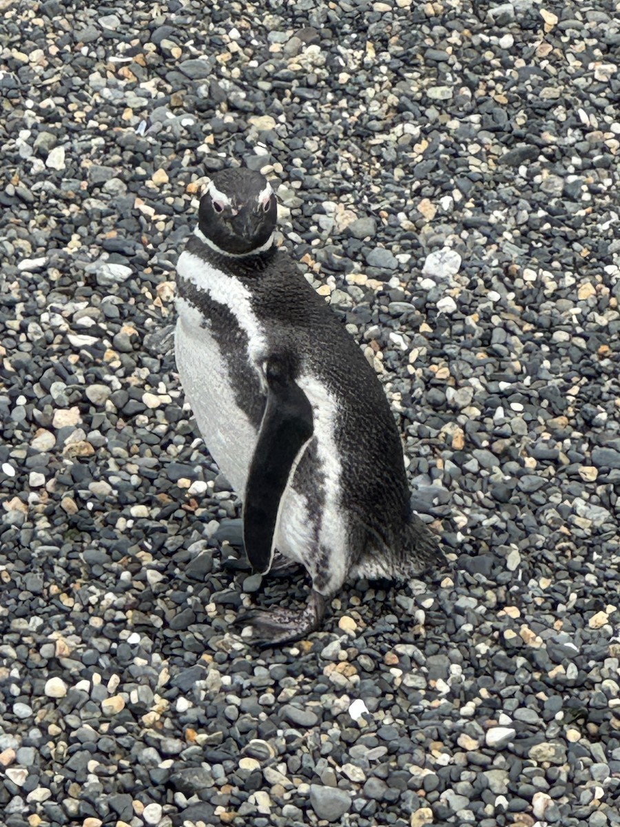 Manchot de Magellan - ML646590341