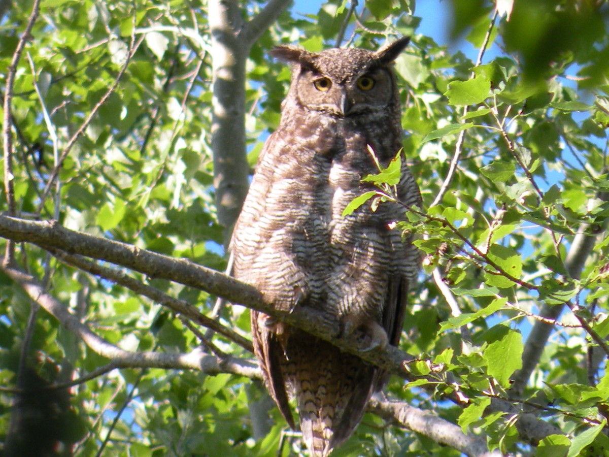 Great Horned Owl - ML646590343