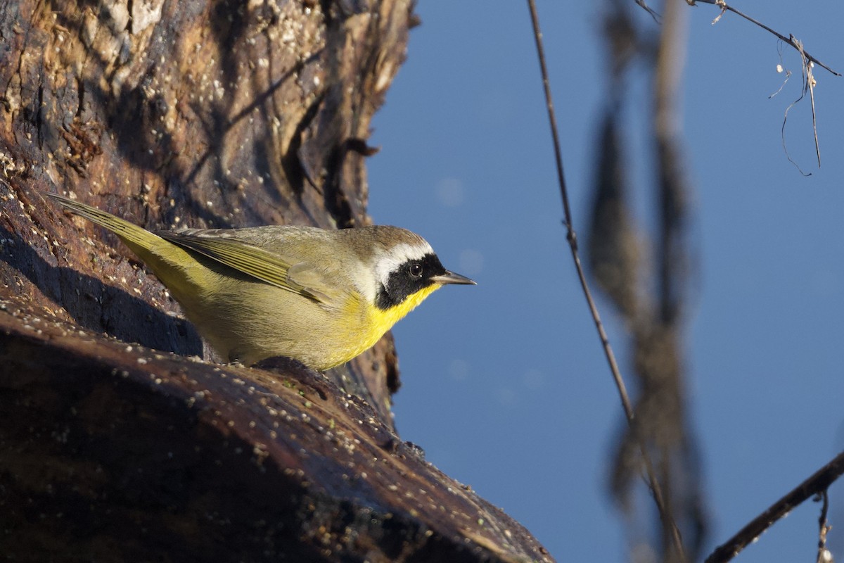 Common Yellowthroat - ML646590344