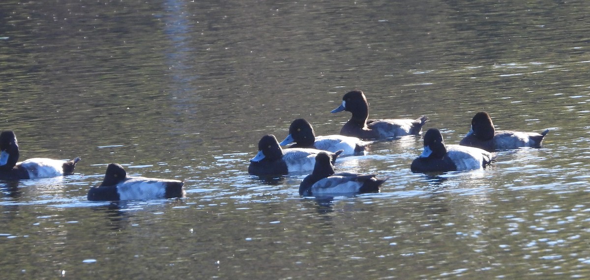 Lesser Scaup - ML646590348