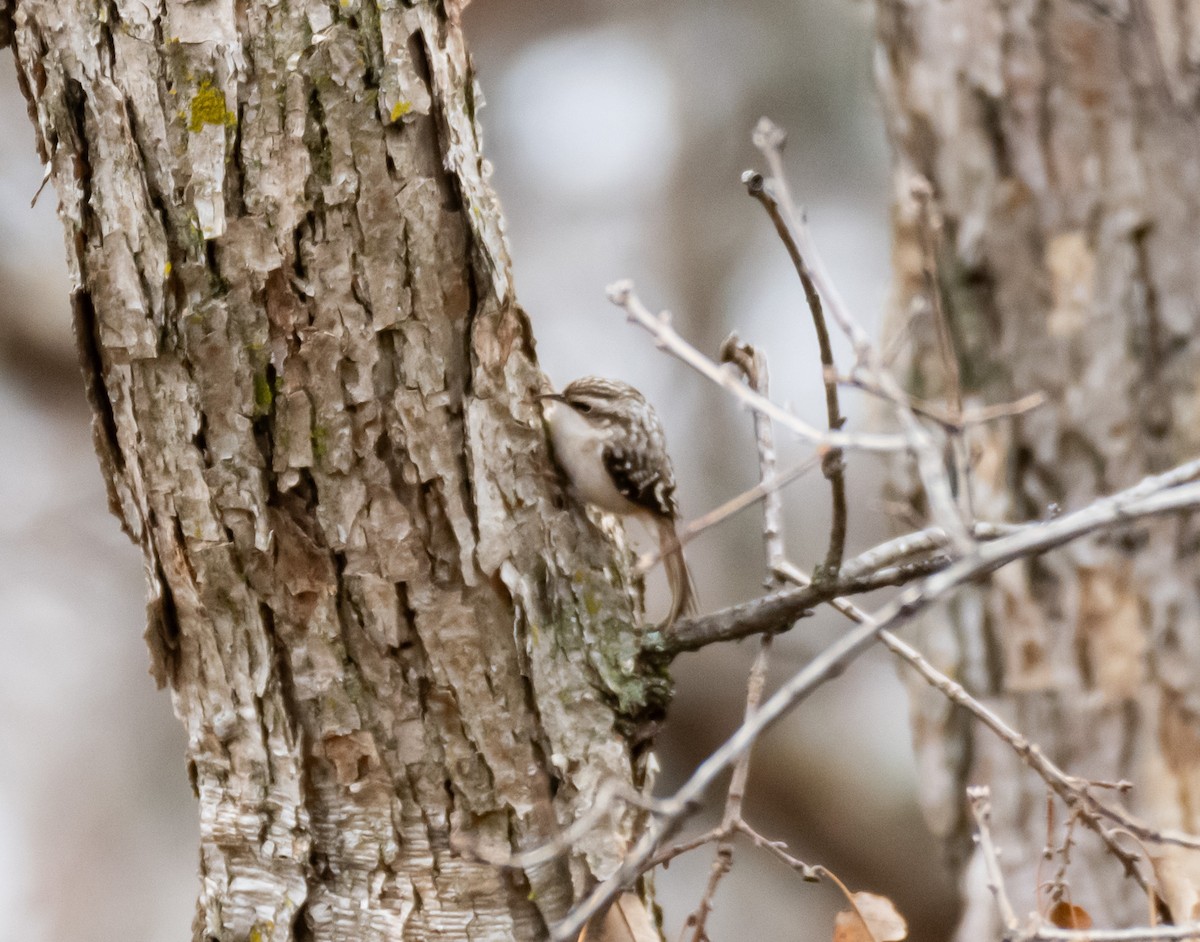 Brown Creeper - ML646590349