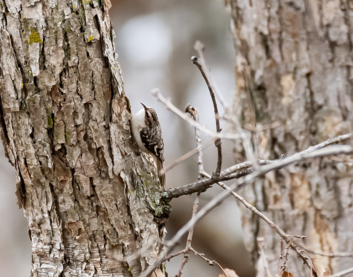 Brown Creeper - ML646590350