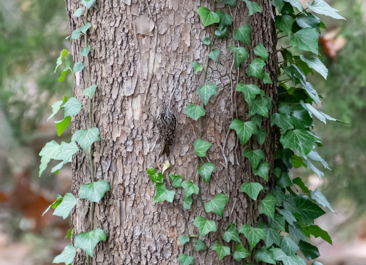 Brown Creeper - ML646590351