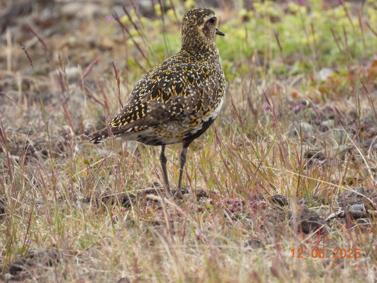Сивка звичайна - ML646590352