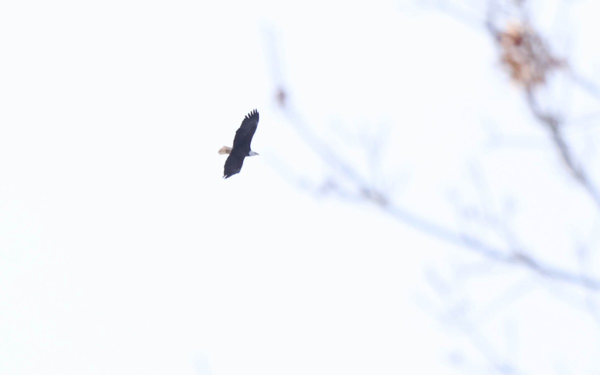 Bald Eagle - ML646590355