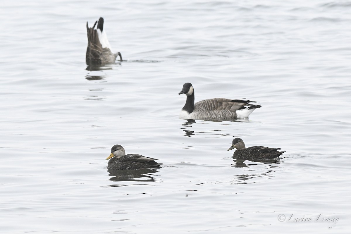 American Black Duck - ML646590356