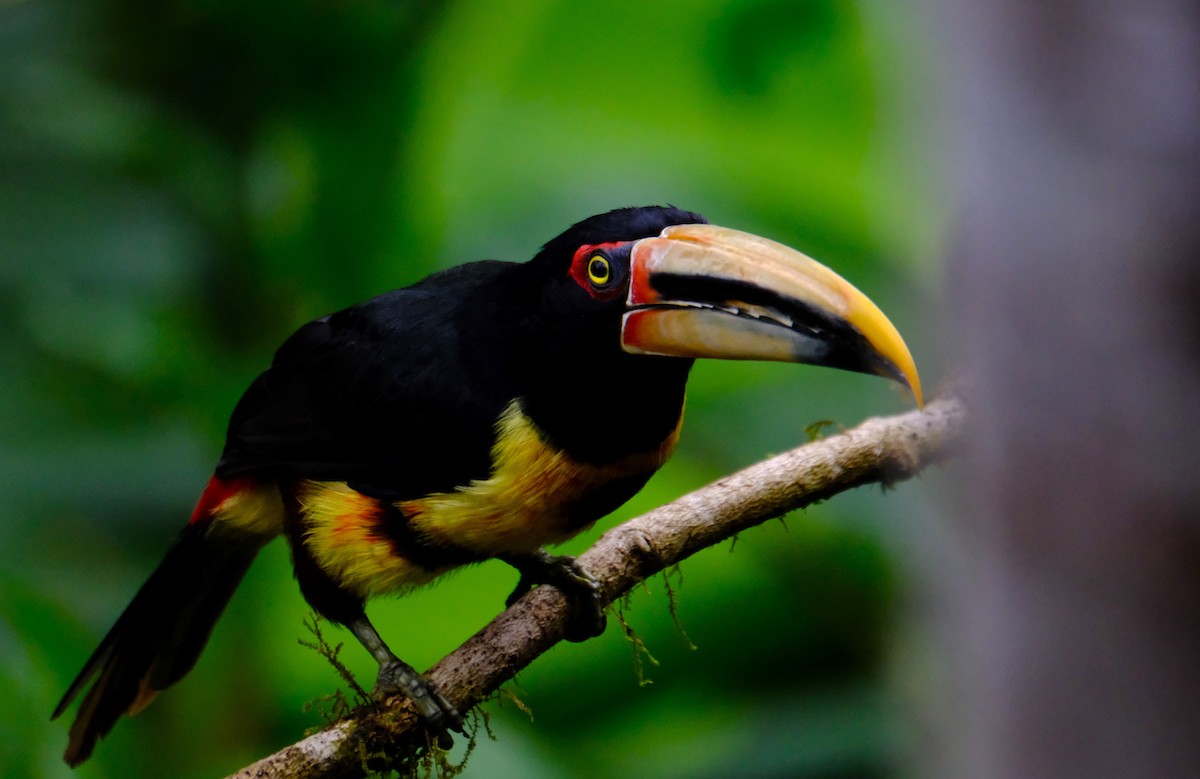 Pale-mandibled Aracari - ML646590358