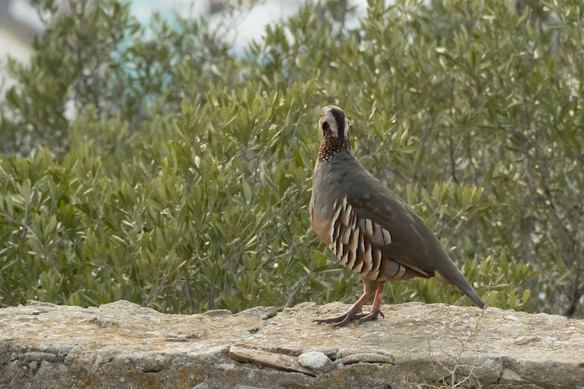 berberhøne - ML646590359