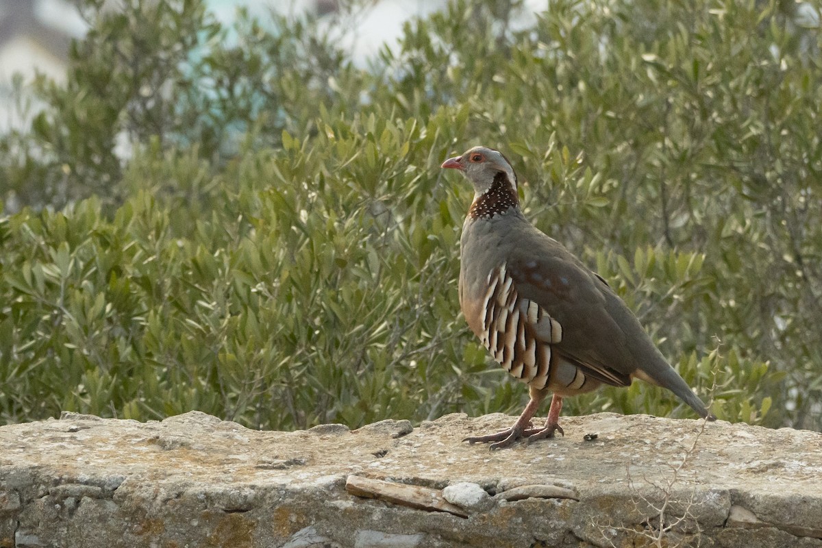 berberhøne - ML646590360