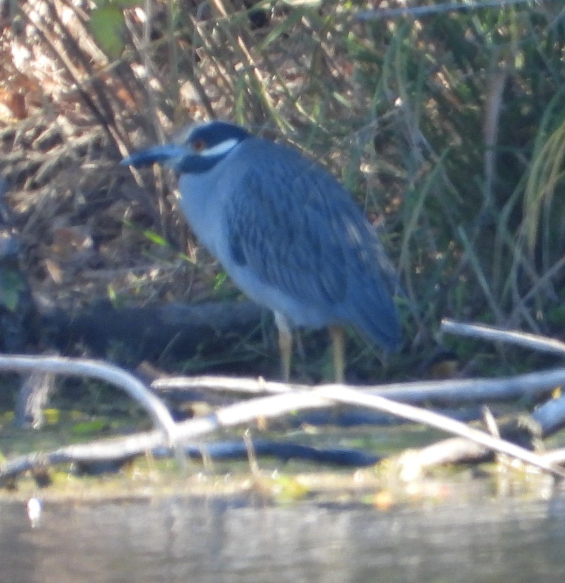 Yellow-crowned Night Heron - ML646590361