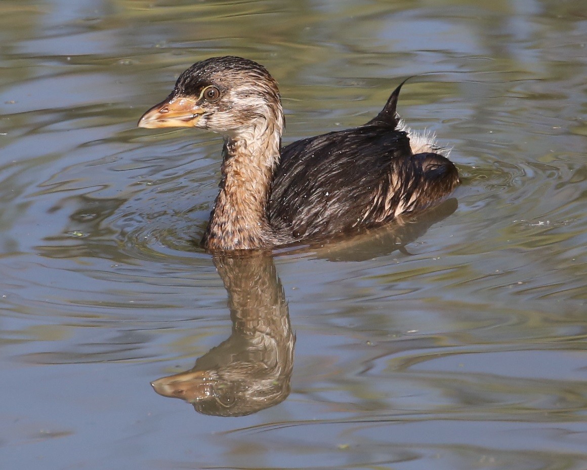 טבלן עקוד-מקור - ML646590363
