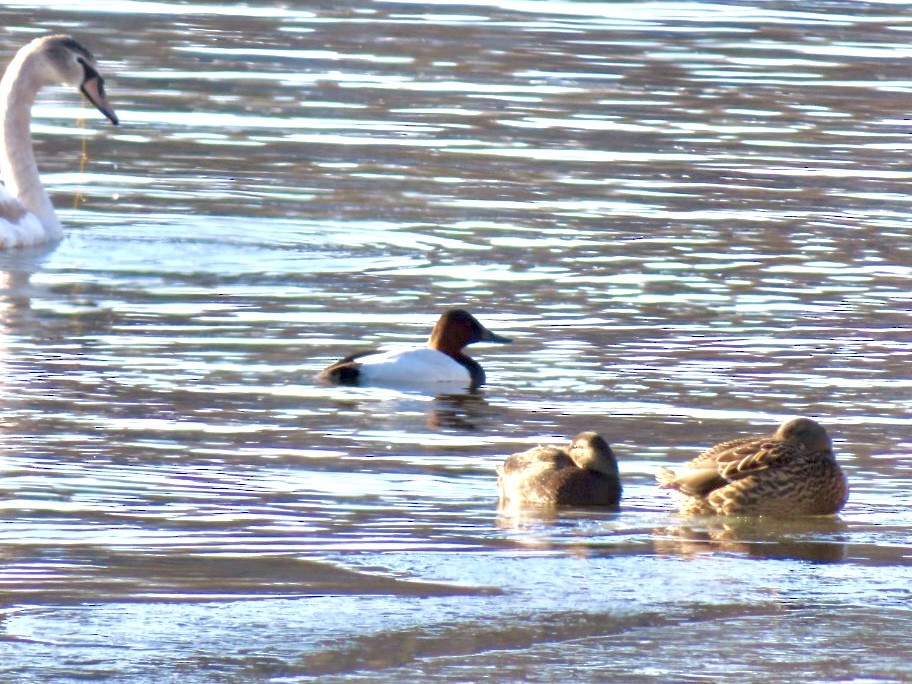 Canvasback - ML646590364