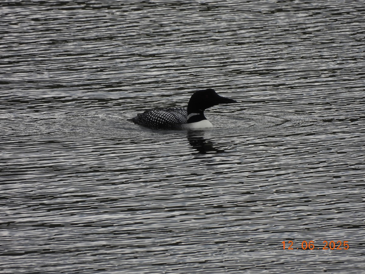 Черноклювая гагара - ML646590365